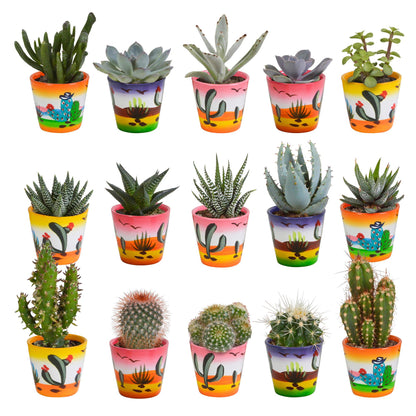 Cactus en vetplanten mix | 15 stuks - in Mexicaanse pot