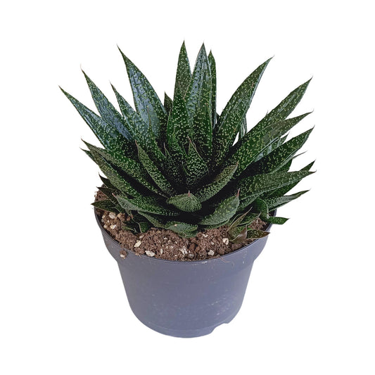 Gasteria 'd Due ↕25-35cm