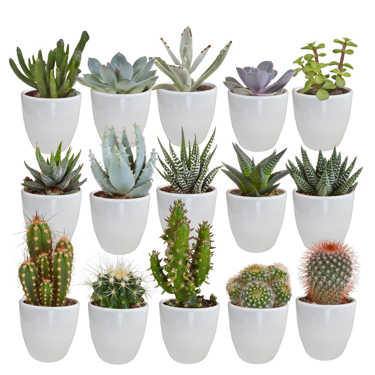 Cactus en vetplanten mix | 15 stuks - in witte pot