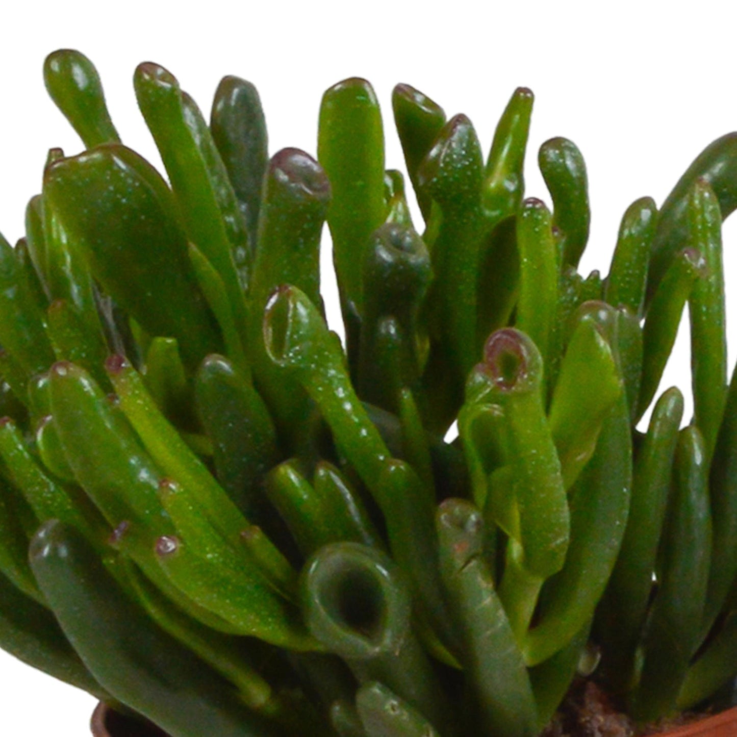 Crassula mix ↕15-20cm (3 Stuks) - in witte pot