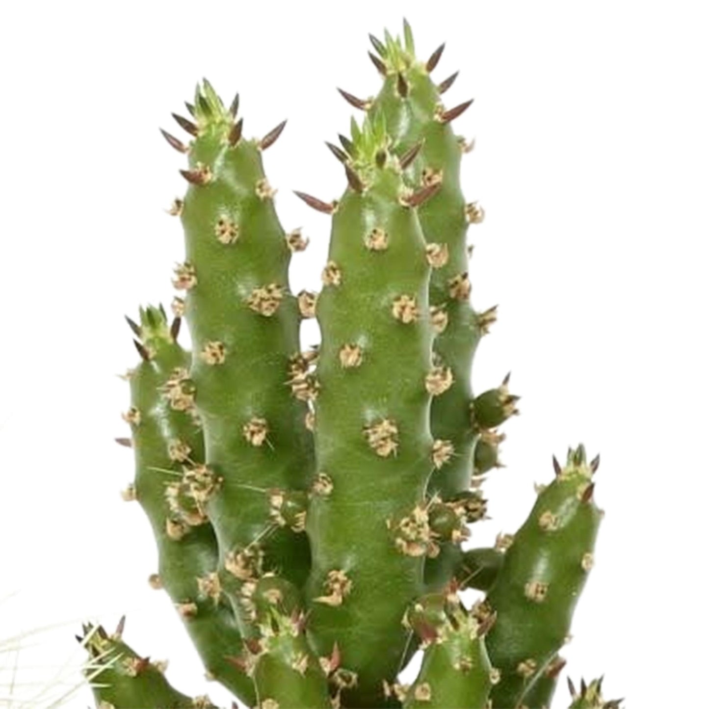 Cactus mix ↕8-13cm (5 Stuks)- in Mexicaanse pot