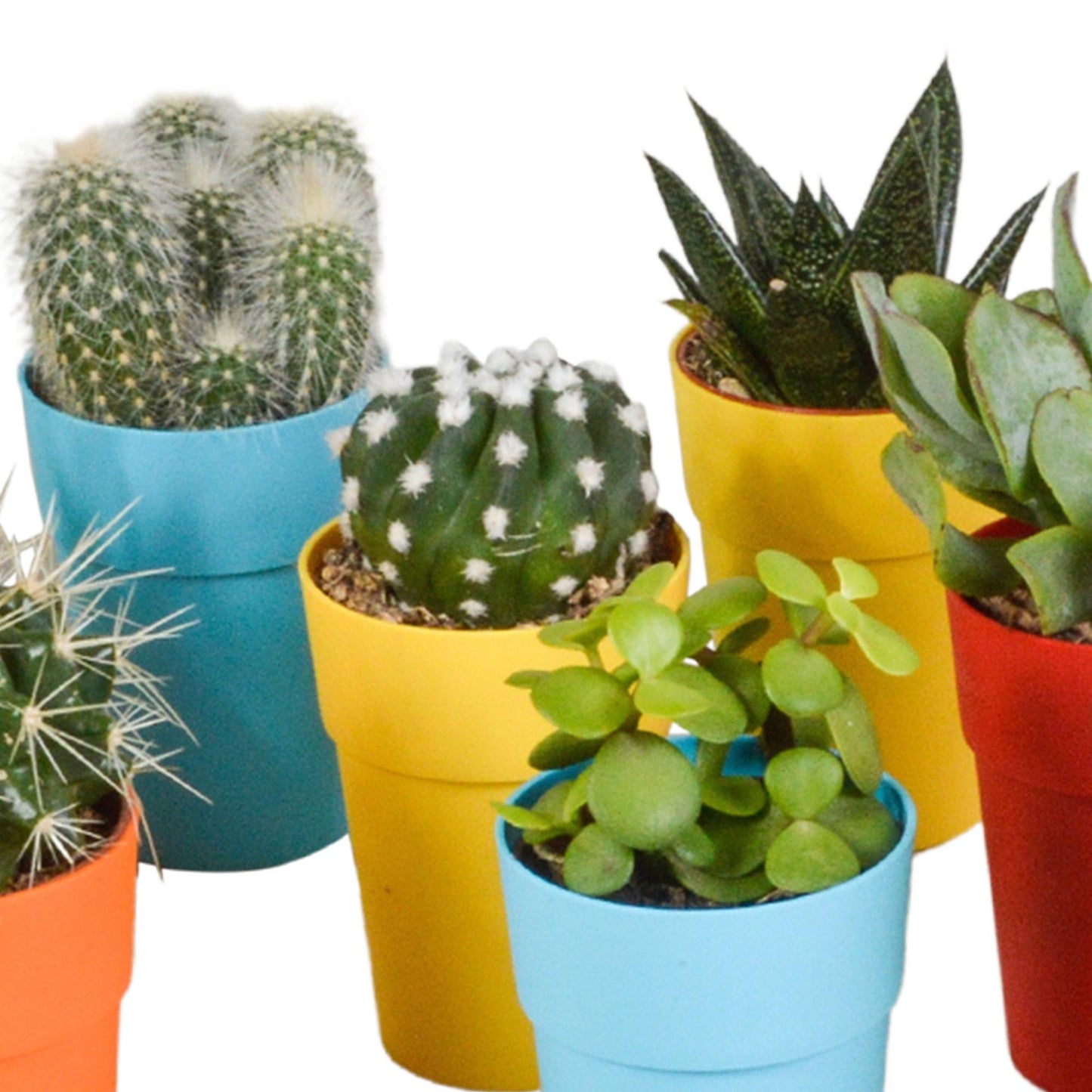 Cactus en vetplanten mix | 15 stuks - in gekleurde plasticpot