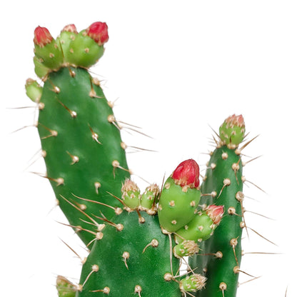 Opuntia quitensis ↕25-30cm - zonder pot