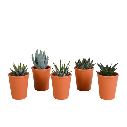 Gasteria/Haworthia mix (5 stuks) - ↕8-13cm - in terracotta pot