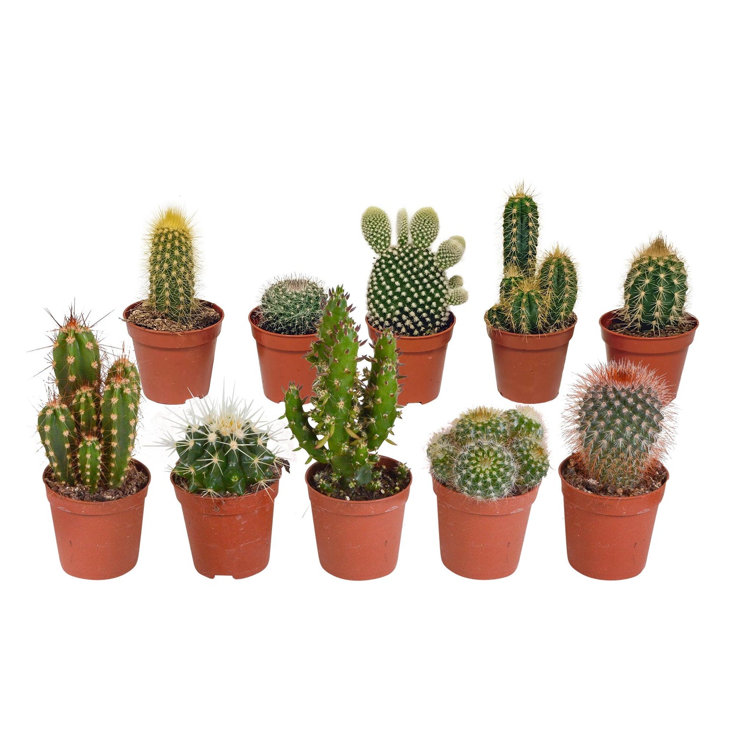 Cactus mix (10 stuks) - zonder pot