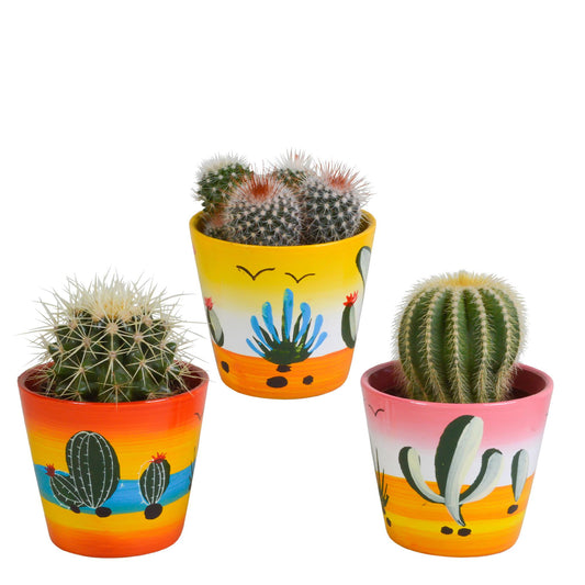 Bolcactus mix ↕12-20cm | 3 stuks - in Mexicaanse pot