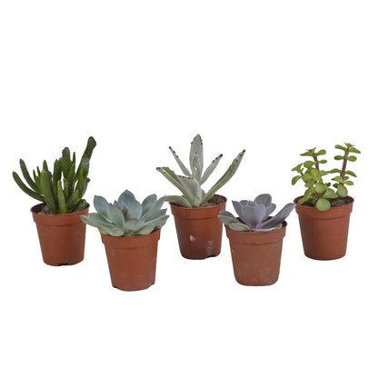 Vetplanten mix ↕8-13cm (5 Stuks) - zonder pot