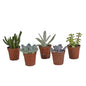 Vetplanten mix ↕8-13cm (5 Stuks) - zonder pot