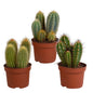 Cereus mix ↕15-25cm (3 Stuks) - zonder pot