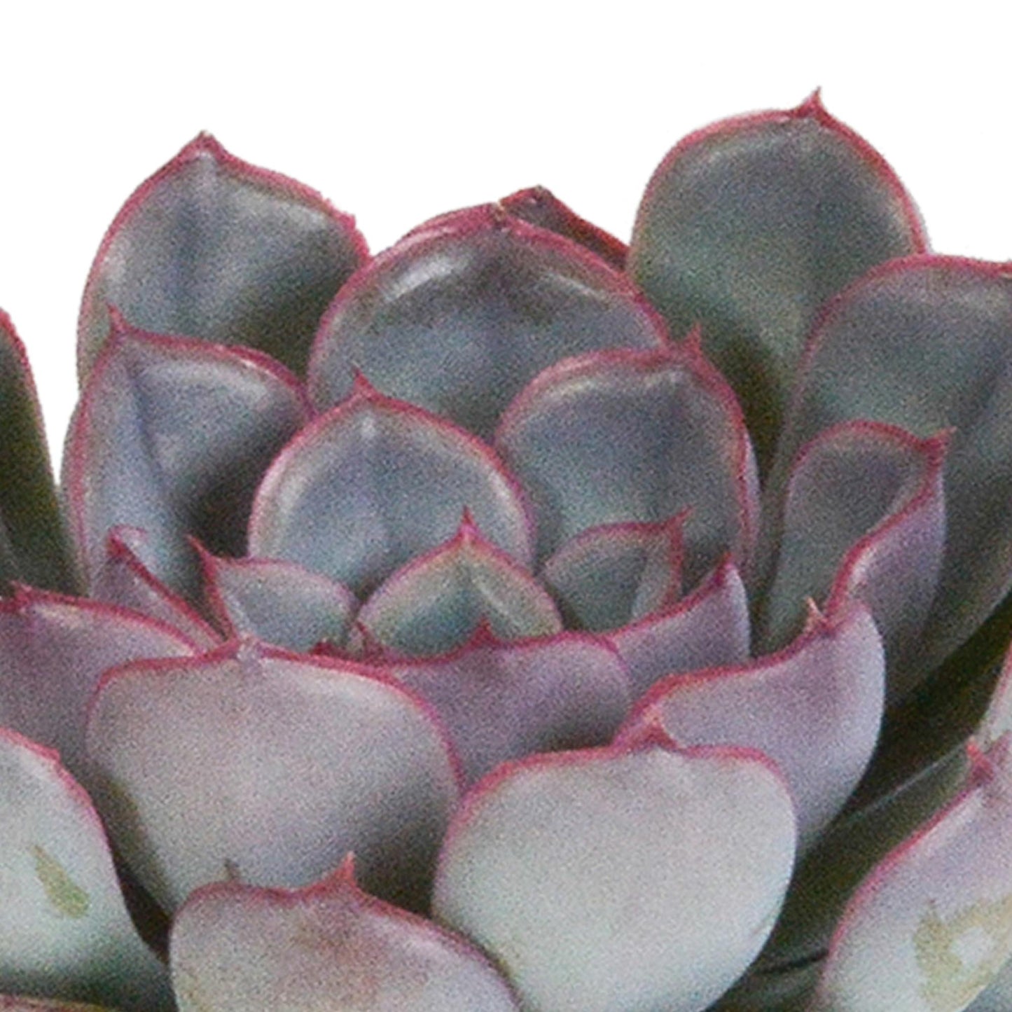 Echeveria mix (3 stuks) - ↕12-15cm - zonder pot