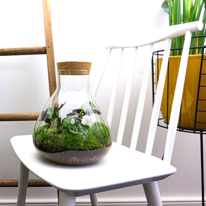 DIY terrarium – Sammie – ↕ 27 cm