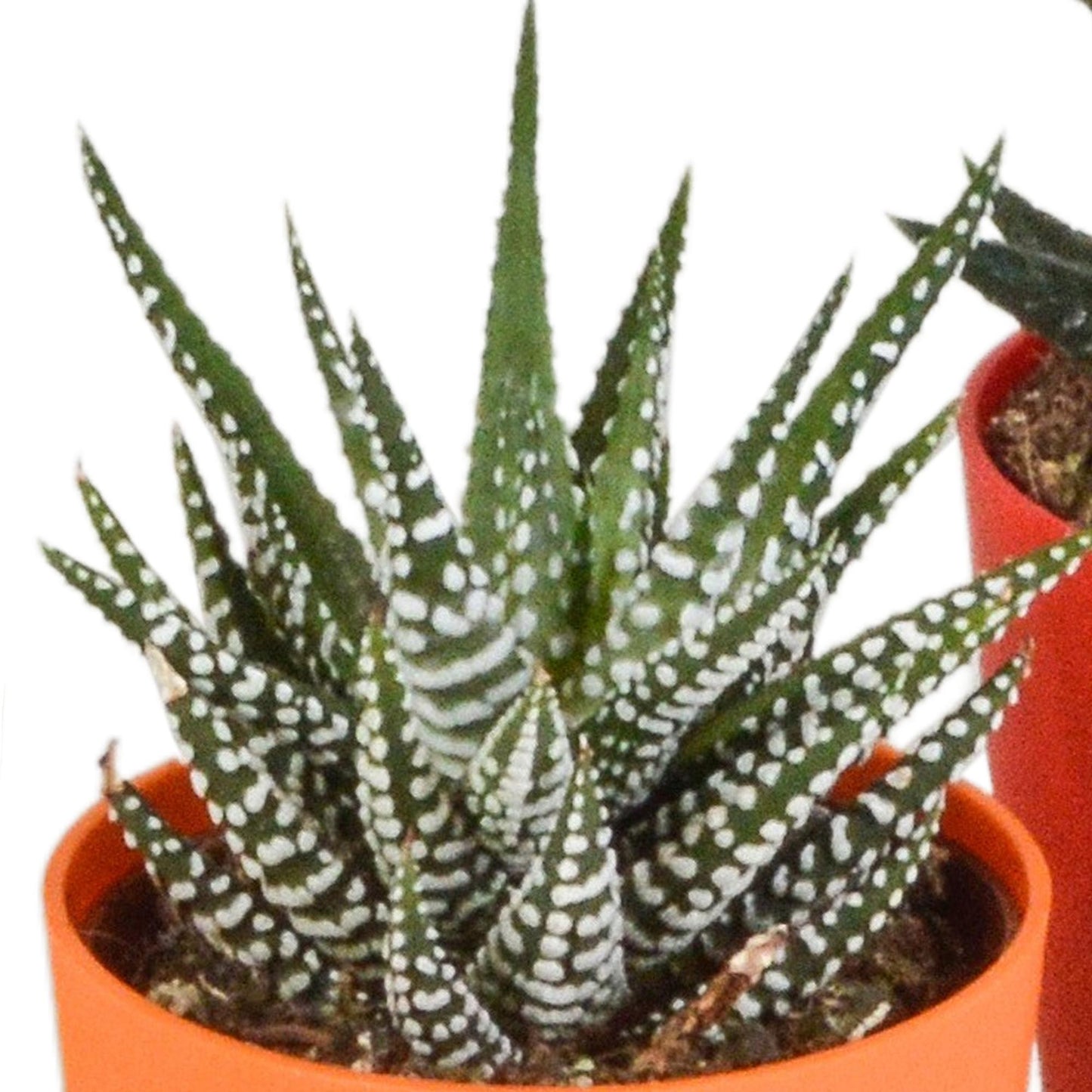 Gasteria/Haworthia mix (5 stuks) - ↕8-13cm - in gekleurde plastic pot