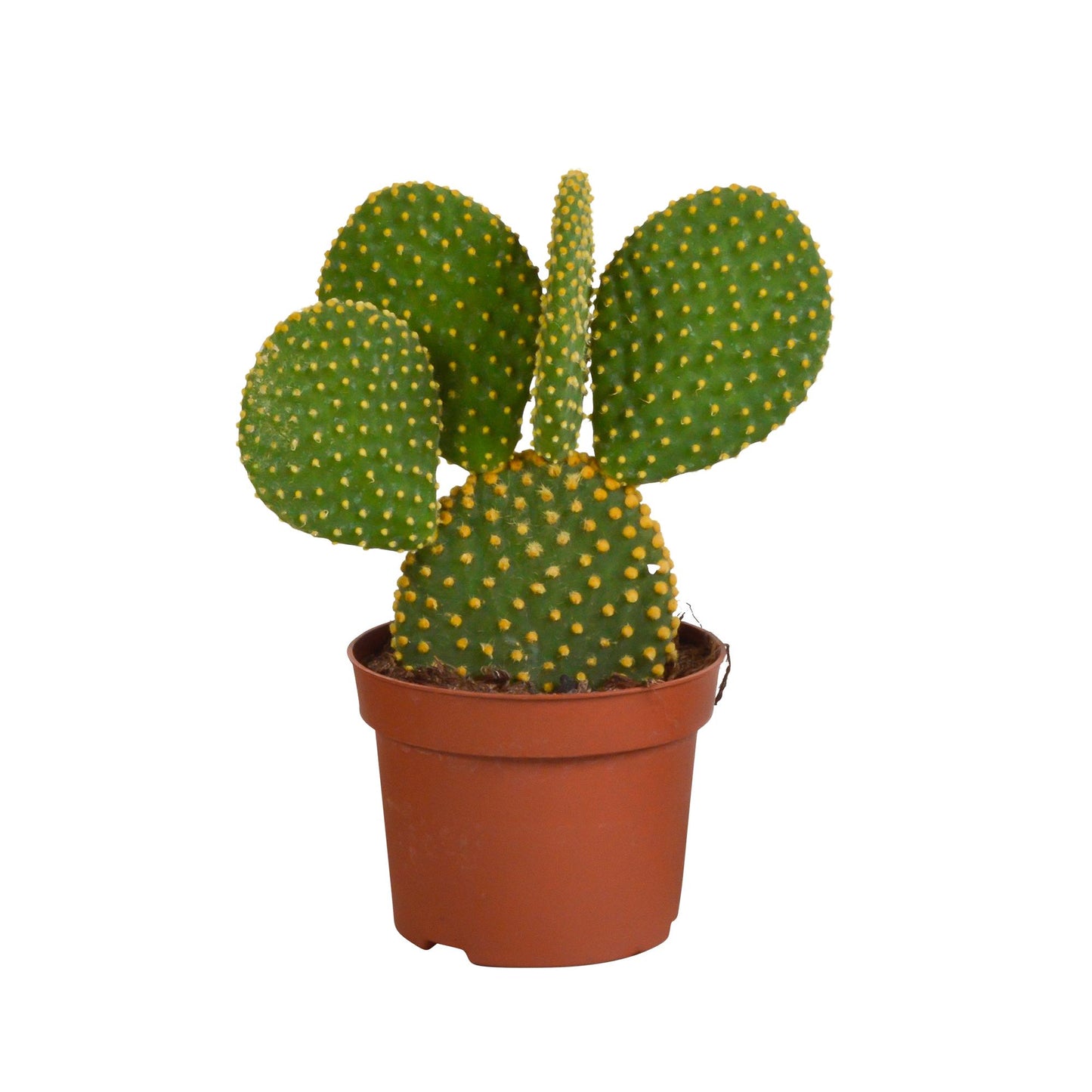 Opuntia microdasys - ↕15-30 cm - zonder pot