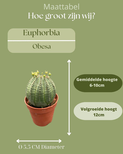 Cactus- Euphorbia obesa - ↕6-9cm (3 Stuks)