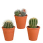 Bolcactus mix ↕12-20cm | 3 stuks - in terracotta pot