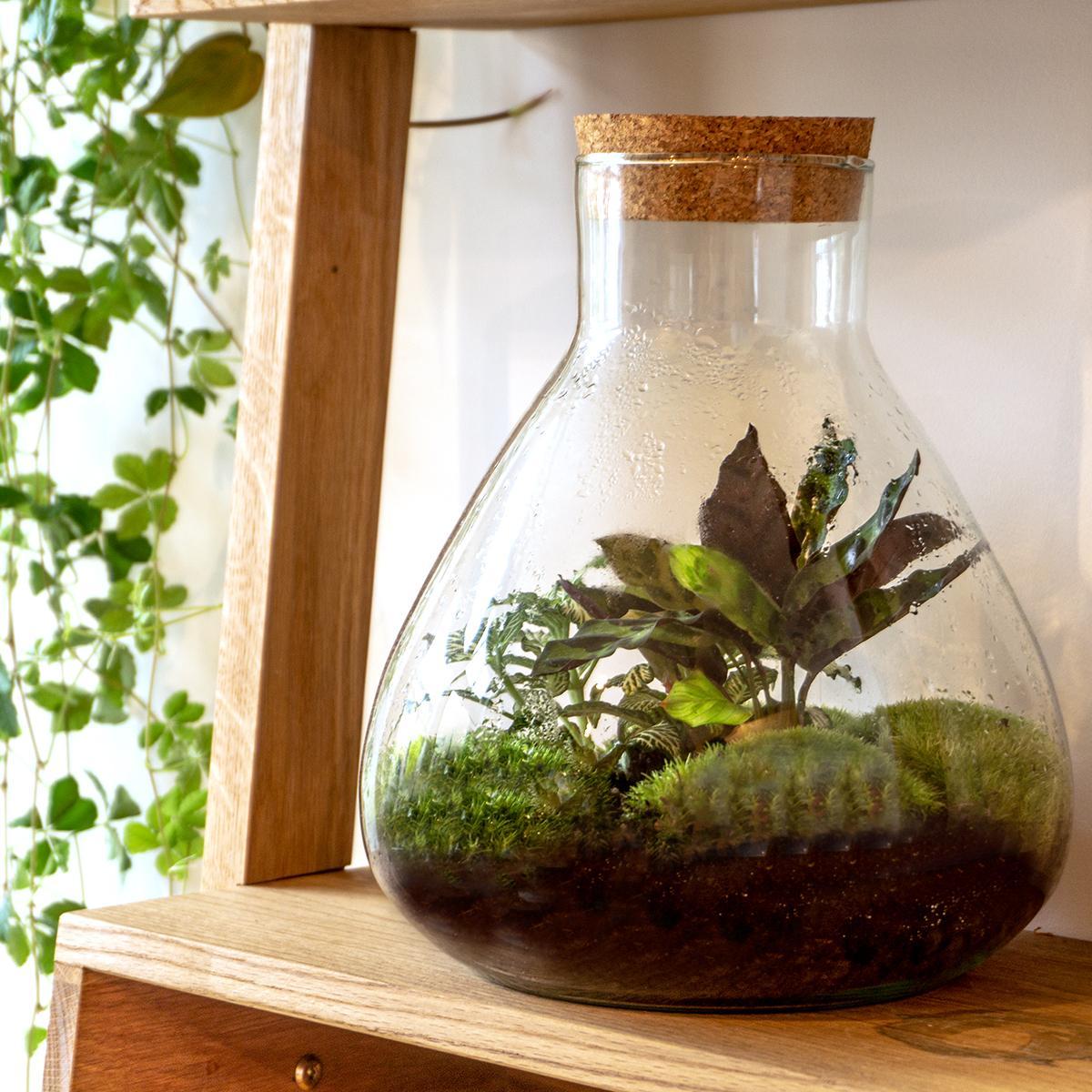 DIY terrarium – Sammie – ↕ 27 cm