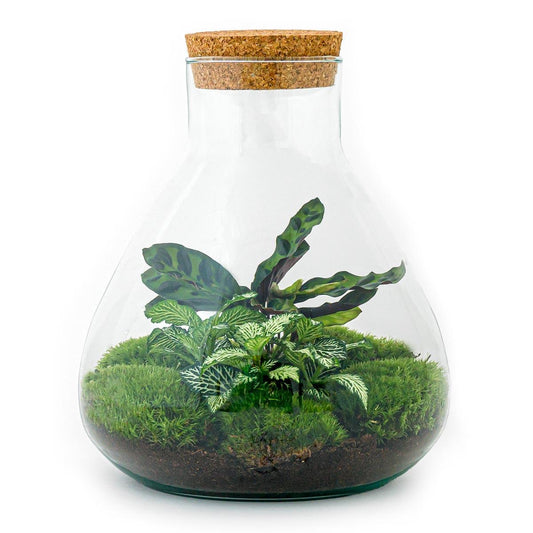 DIY terrarium – Sammie – ↕ 27 cm