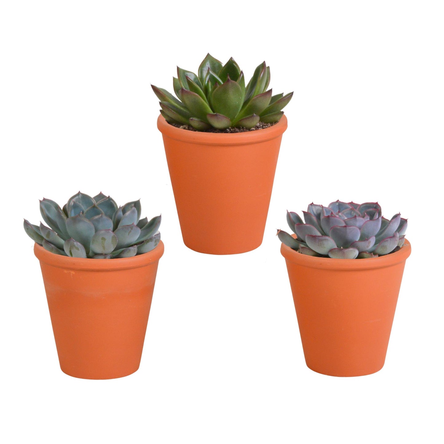 Echeveria mix (3 stuks) - ↕12-15cm - in terracotta pot