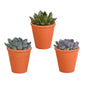 Echeveria mix (3 stuks) - ↕12-15cm - in terracotta pot