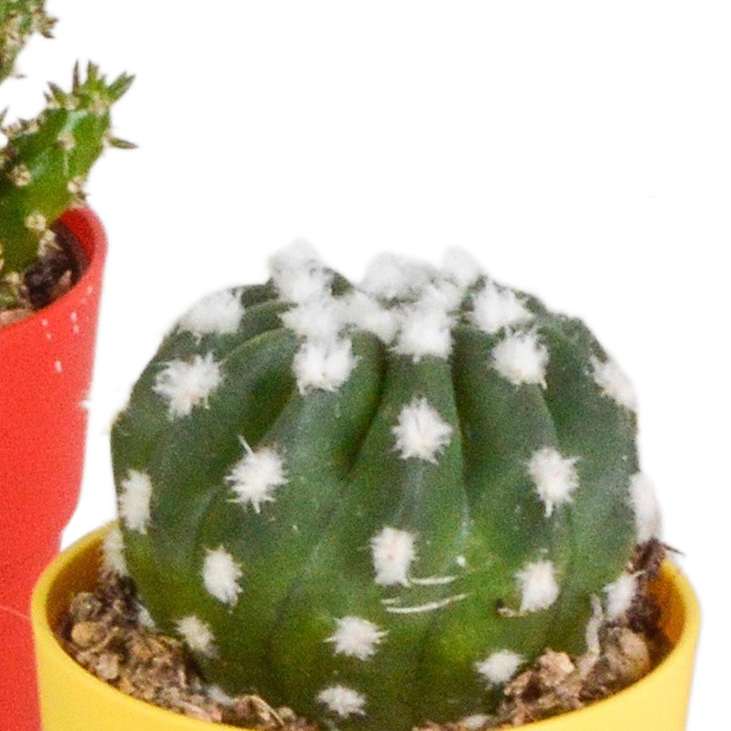 Cactus mix ↕10-15cm (5 Stuks) - in gekleurde plastic pot