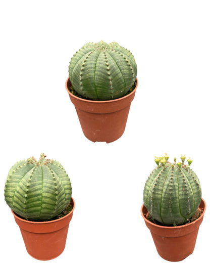 Cactus- Euphorbia obesa - ↕6-9cm (3 Stuks)