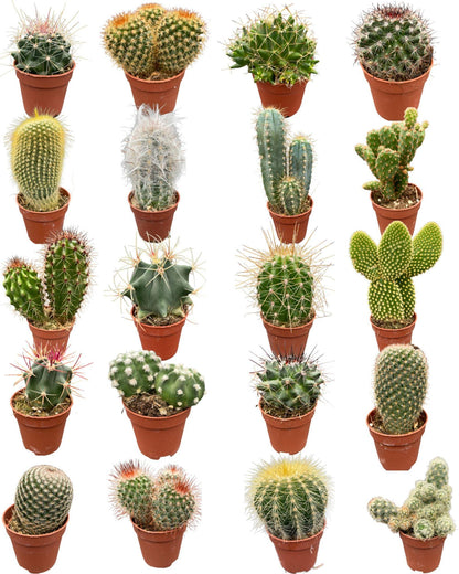 Cactus Mix 20 Verschillende Soorten - ↕6-12cm (20 Stuks)