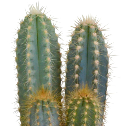 Cactus mix ↕15-25cm (3 Stuks) - 12cm zonder pot