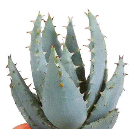 Cactus en vetplanten mix | 15 stuks - in Mexicaanse pot