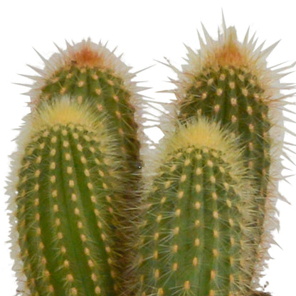 Cereus mix ↕15-25cm (3 Stuks) - in witte pot