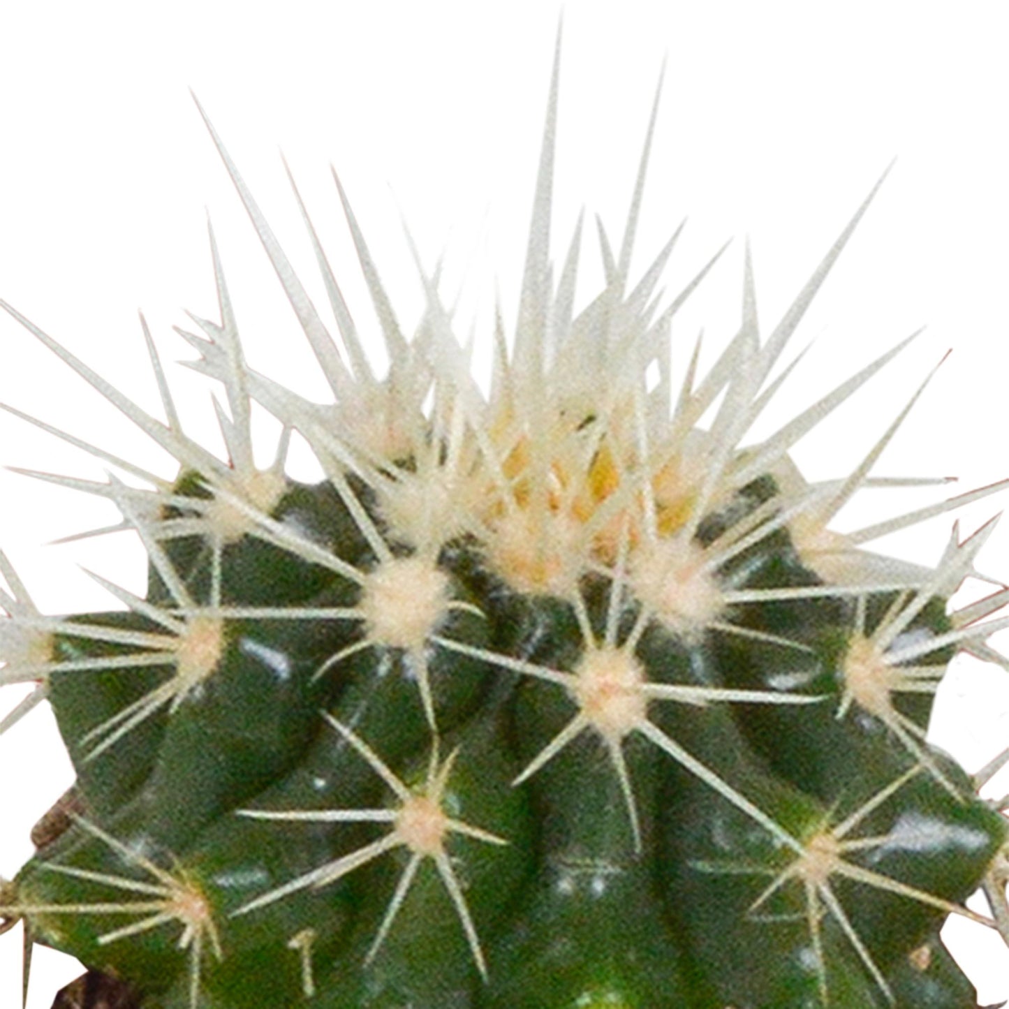 Cactus mix ↕8-13cm (5 Stuks) - in witte pot