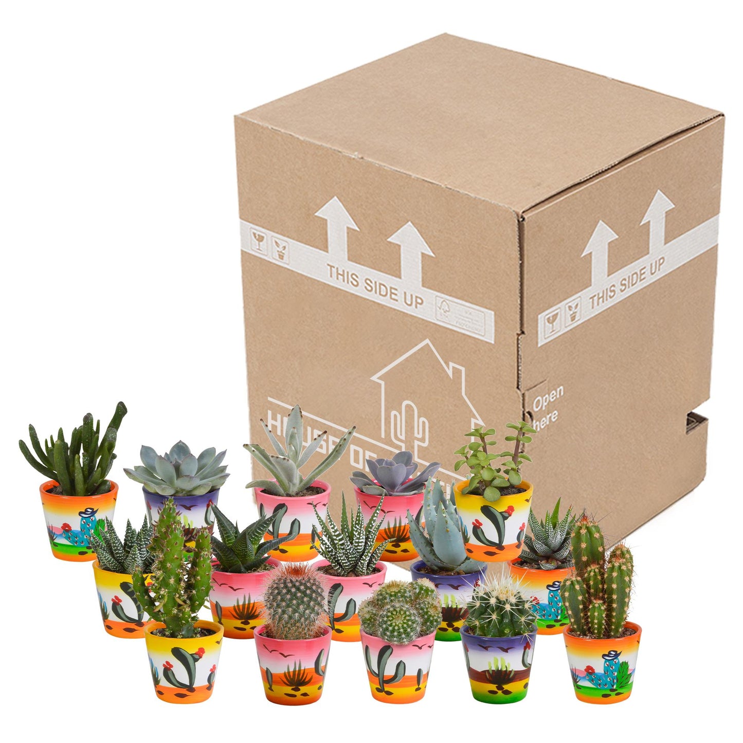 Cactus en vetplanten mix | 15 stuks - in Mexicaanse pot