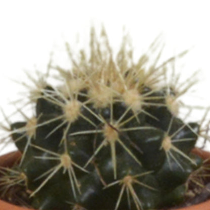 Cactus mix ↕8-13cm (5 Stuks) - in terracotta pot