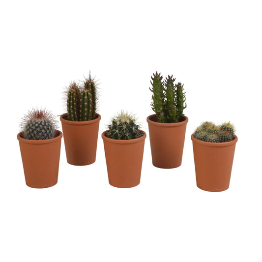 Cactus mix ↕8-13cm (5 Stuks) - in terracotta pot