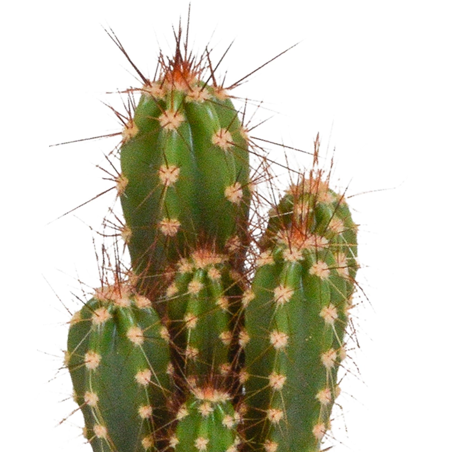 Cactus mix ↕8-13cm (5 Stuks) - in witte pot