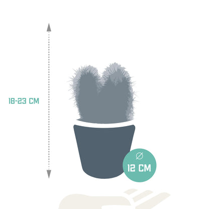 Cereus mix ↕15-25cm (3 Stuks) - in witte pot