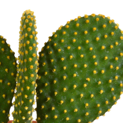 Cactus mix ↕15-25cm (3 Stuks) - 12cm zonder pot