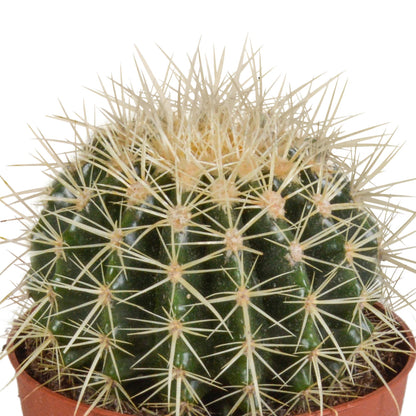 Cactus - Echinocactus grusonii ↕20 - 30 cm