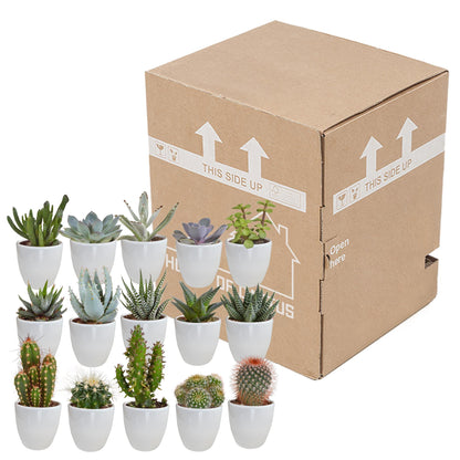 Cactus en vetplanten mix | 15 stuks - in witte pot