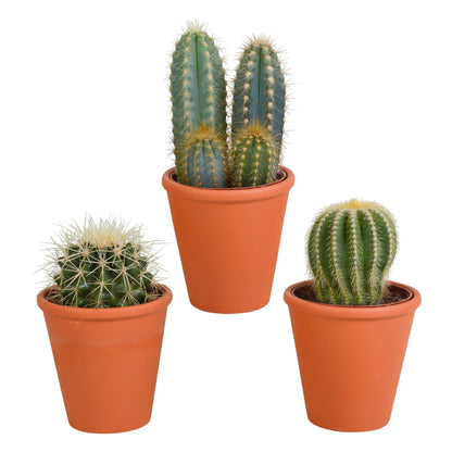 Cactus mix ↕13-18cm (3 Stuks) - in terracotta pot