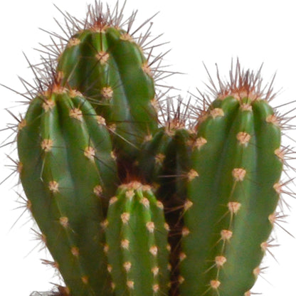 Cereus mix ↕15-25cm (3 Stuks) - in witte pot