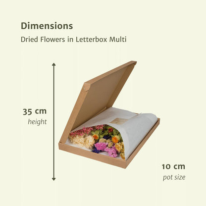 Droogbloemen in letterbox - Multi