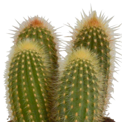 Cereus mix ↕15-25cm (3 Stuks) - in Mexicaanse pot