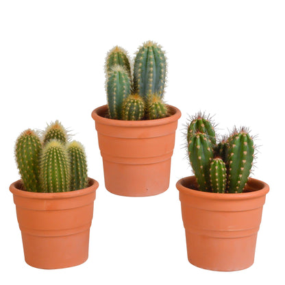 Cereus mix ↕15-25cm (3 Stuks) - in terracotta pot