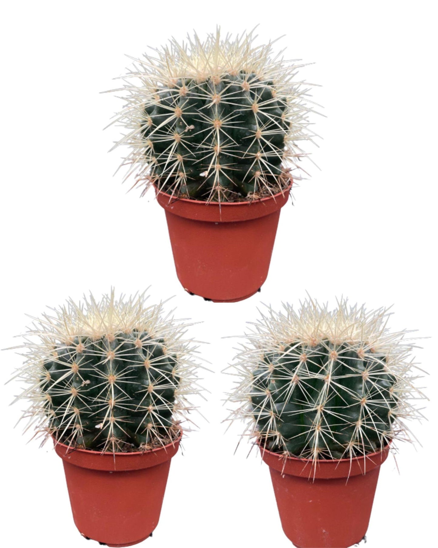 Cactus- Echiocactus Grusonii - ↕13-17 cm (3suks) - zonder pot