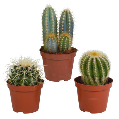 Cactus mix ↕13-18cm (3 Stuks) - zonder pot