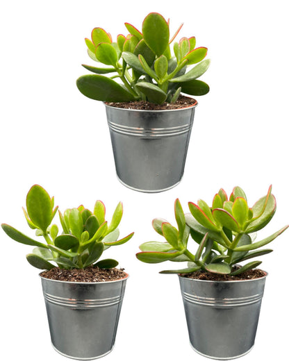 Succulenten- Crassula Ovata - ↕15-20cm (3 Stuks) - Zonder pot