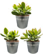 Succulenten- Crassula Ovata - ↕15-20cm (3 Stuks) - Zonder pot