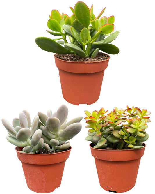 Succulenten Mix - ↕16-22cm (3 Stuks) - Zonder pot