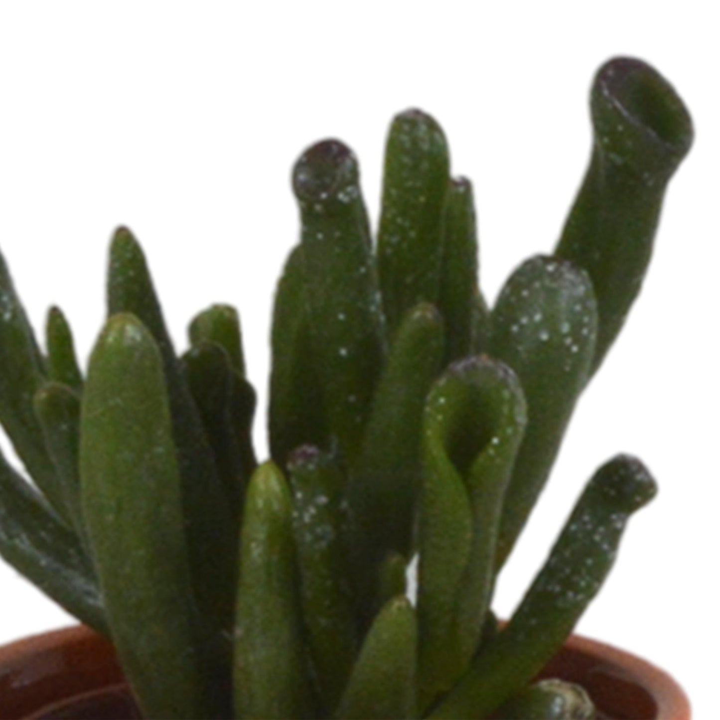 Vetplanten mix ↕8-13cm (5 Stuks) - in Mexicaanse pot