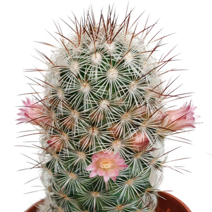 Cactus mix bloeiend ↕8-13cm (5 Stuks) - zonder pot